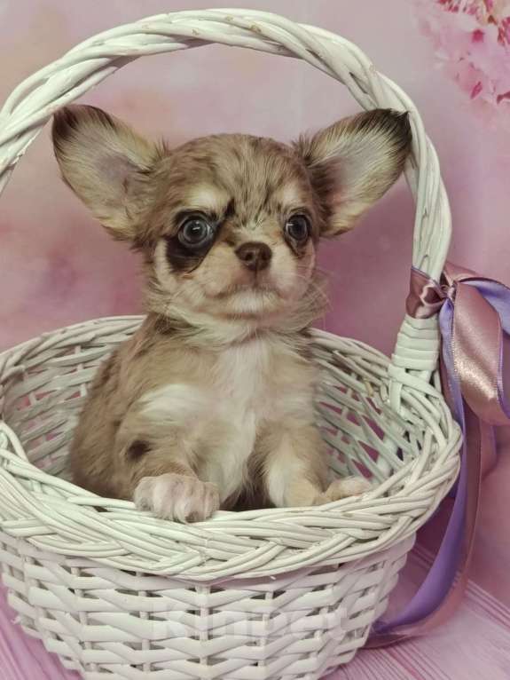 Собаки в других городах Московской области: Винтик Мальчик, 45 000 руб. - фото 2