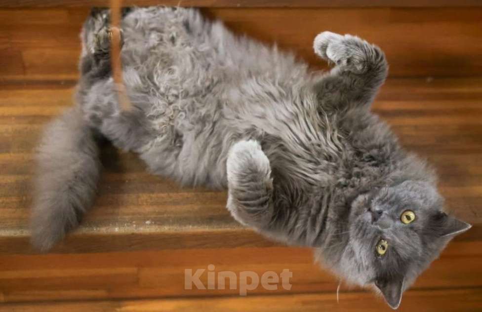 Кошки в Москве: Шикарный Дымок - метис нибелунга (1,5 г.) в дар Мальчик, Бесплатно - фото 9