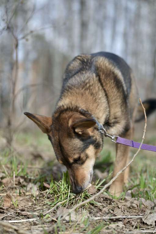 Собаки в Красногорске: Молодой метис немецкой овчарки Юджин ждёт своего хозяина  Мальчик, Бесплатно - фото 6
