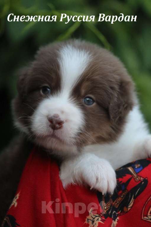 Собаки в Москве: Аусси Красный Мрамор и Красный Триколор Мальчик, 60 000 руб. - фото 4