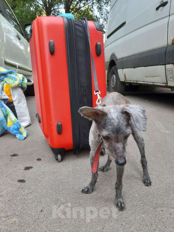 Собаки в Москве: Отдам добрым людям Мальчик, Бесплатно - фото 1