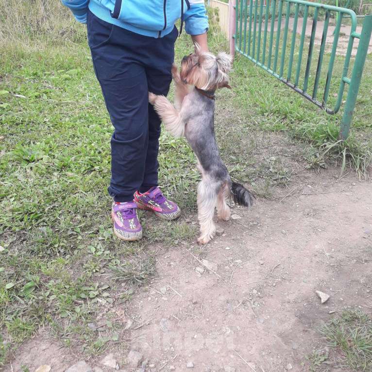 Собаки в Кемерово: Йорк, вязка, 1 руб. - фото 1