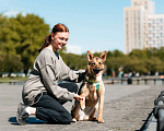 Собаки в Москве: Собака в добрые руки Девочка, Бесплатно - фото 5