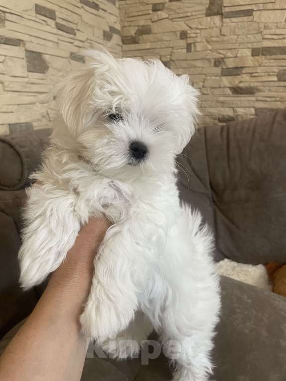 Собаки в Сочи: Очаровательная девочка мальтезе  Девочка, 150 000 руб. - фото 9