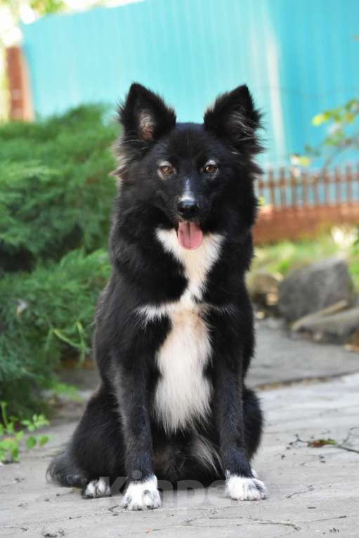 Собаки в Москве: Ненецкая оленегонная лайка. Кобель YUYDI. Мальчик, 50 000 руб. - фото 2