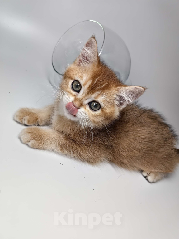 Кошки в Москве: Шотландский котик золотая шиншилла  Мальчик, 30 000 руб. - фото 2