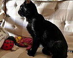 Кошки в Санкт-Петербурге: Черная красавица Клеопатра ищет любящую семью Девочка, 10 руб. - фото 3