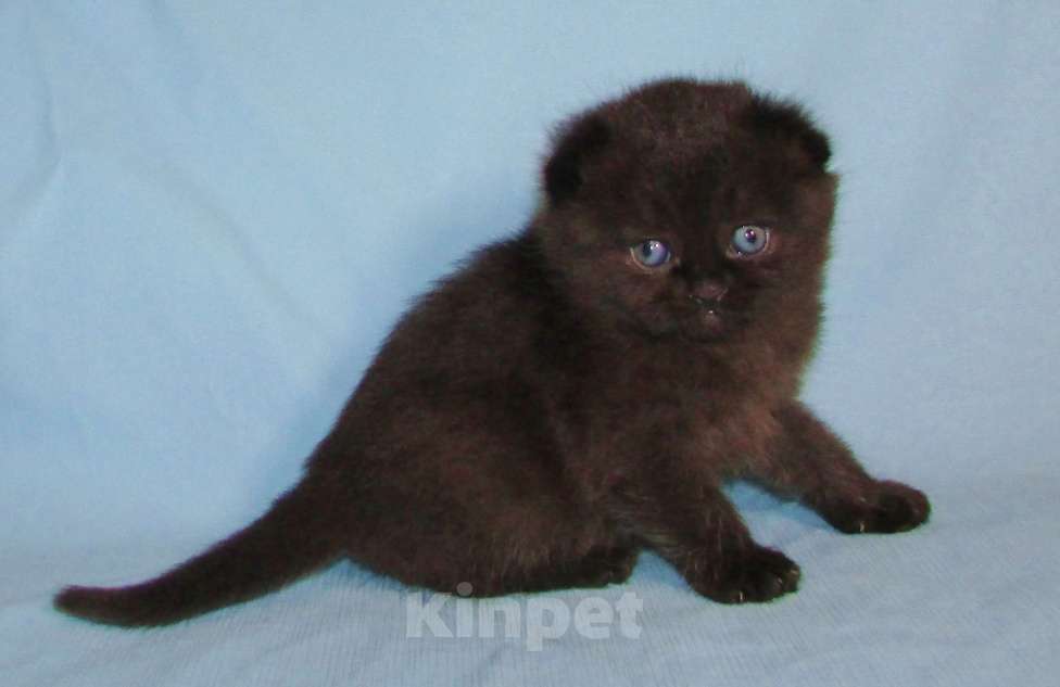 Кошки в Санкт-Петербурге: шотландская кошечка фолд Девочка, 40 000 руб. - фото 5