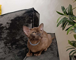Кошки в Москве: Бурма котёнок LUX Мальчик, 70 000 руб. - фото 3
