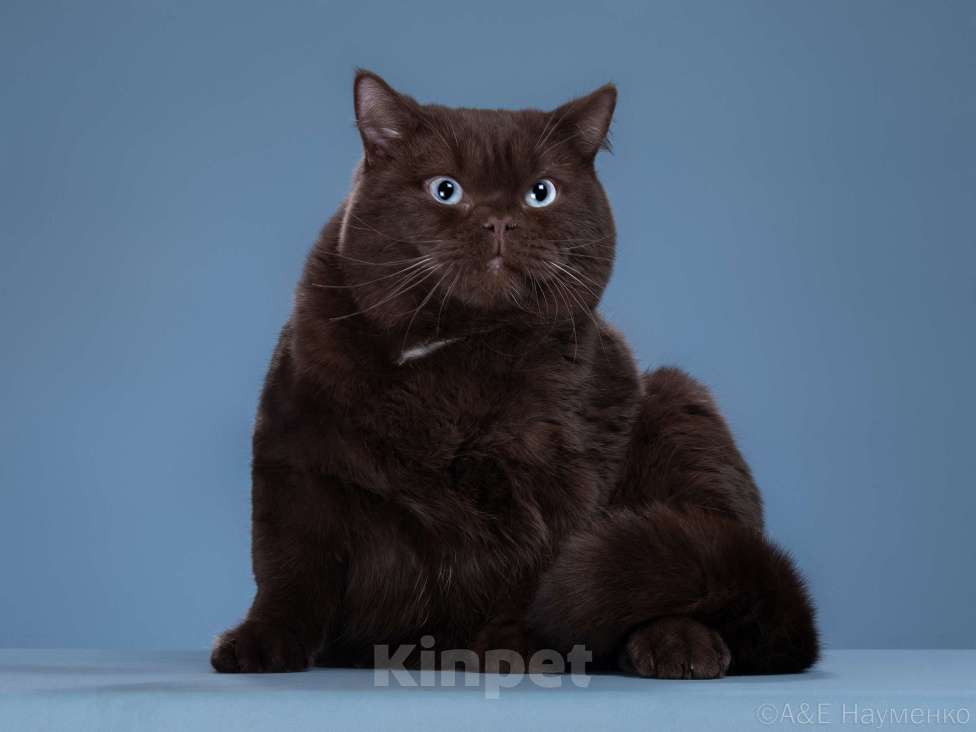 Кошки в Одинцово: Британские кошки Мальчик, 70 000 руб. - фото 3