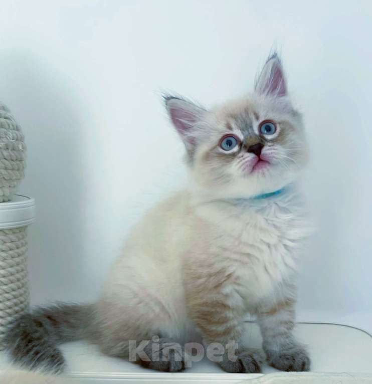 Кошки в Санкт-Петербурге: Котенок невский маскарадный Девочка, 60 000 руб. - фото 1