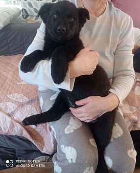 Объявление: Отдадим в хорошие руки, 1 руб., Москва