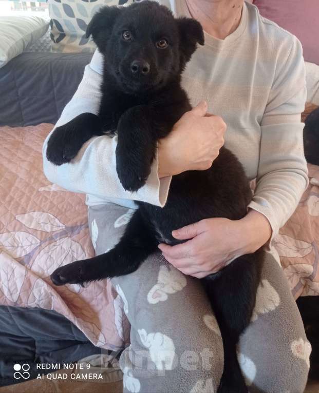 Собаки в Москве: Отдадим в хорошие руки Мальчик, 1 руб. - фото 1