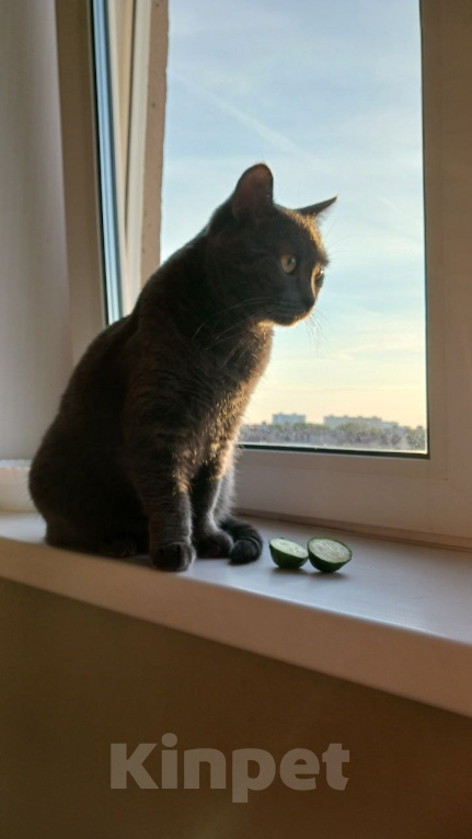 Кошки в Новосибирске: Серая кошка Девочка, Бесплатно - фото 5