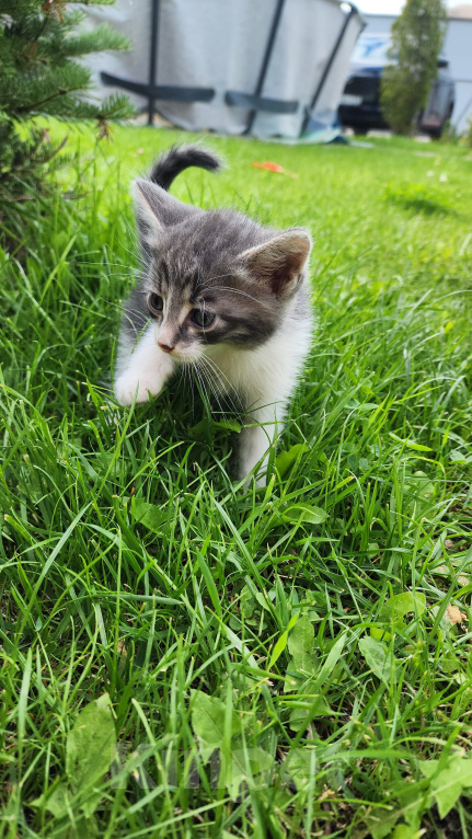 Кошки в Туле: Котята в добрые руки. Мальчик, Бесплатно - фото 3