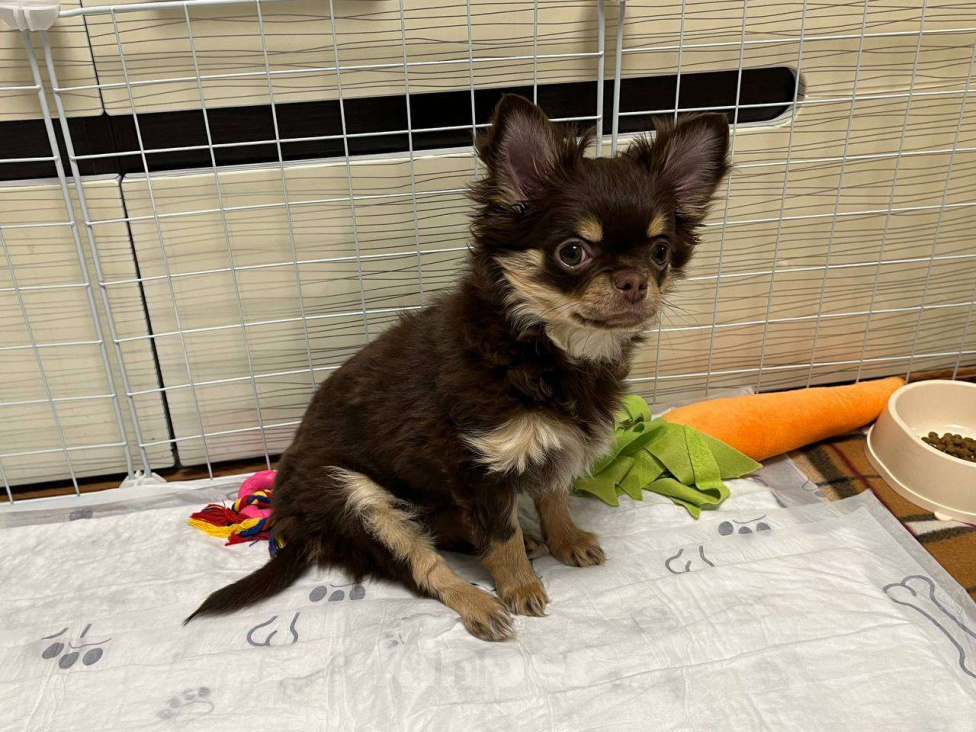 Собаки в Ижевске: Чихуахуа, щенок Девочка, 60 000 руб. - фото 1