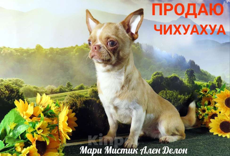 Собаки в Санкт-Петербурге: Шикарный парень чихуа Ален Делон Мальчик, 35 000 руб. - фото 2