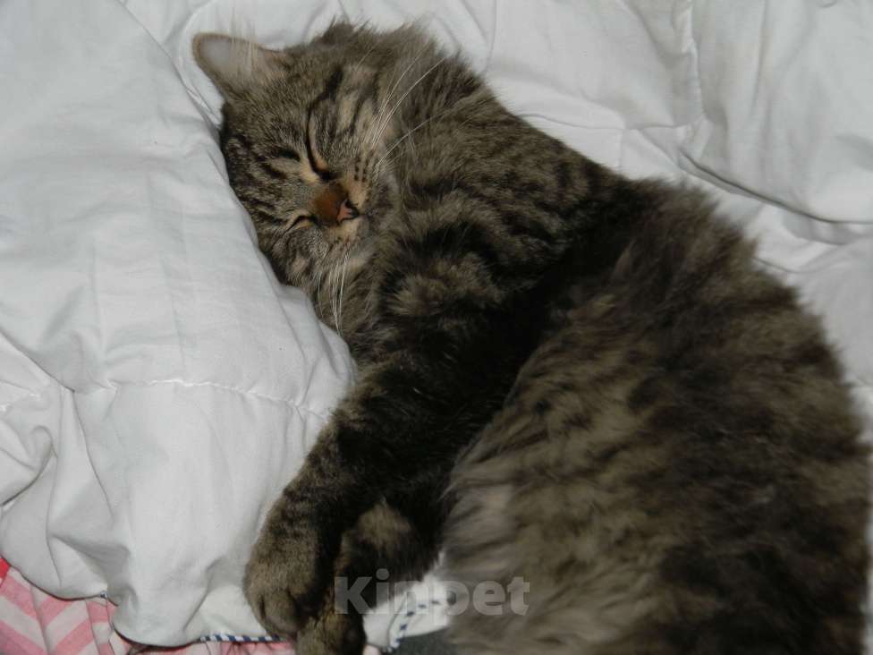 Кошки в Тимашевске: Потерялся кот Мальчик, 5 000 руб. - фото 1