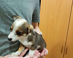 Собаки в Санкт-Петербурге: Малюсенький щенок Мальчик, 1 руб. - фото 1