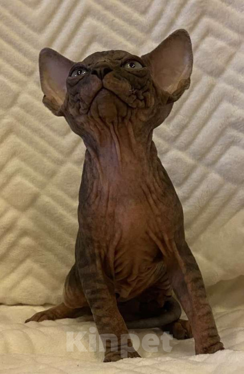 Кошки в Москве: Топовый котёнок канадского сфинкса  Мальчик, 50 000 руб. - фото 4