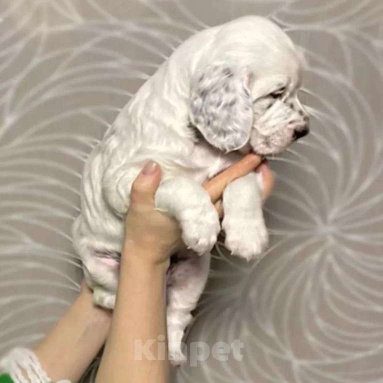 Собаки в Екатеринбурге: АНГЛИЙСКИЕ АРИСТО-СЕТТЕРЫ Мальчик, 80 000 руб. - фото 2