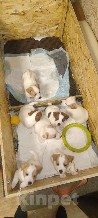 Собаки в Липецке: Порода:  джек-рассел-терьер Девочка, Бесплатно - фото 10