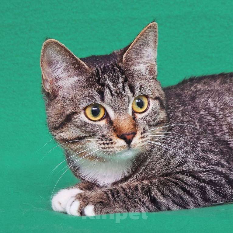 Кошки в Москве: Котёнок Яся ищет чудесный дом Девочка, 33 руб. - фото 4