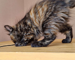 Кошки в Краснодаре: Кошечка черепаховый окрас Девочка, Бесплатно - фото 6