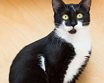 Кошки в Москве: Чудесная кошка Афродита ищет дом Девочка, Бесплатно - фото 2