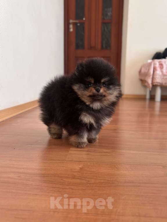 Собаки в Санкт-Петербурге: Мини мальчики померанского шпица , Бинго и Чарли Мальчик, 60 000 руб. - фото 5