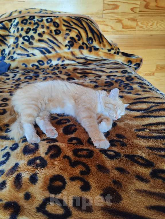 Кошки в Челябинске: Рыжее солнышко в добрые руки Девочка, Бесплатно - фото 5