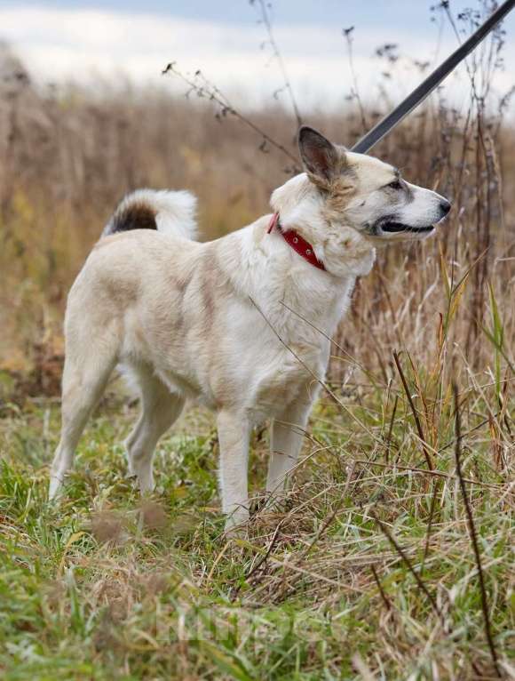 Собаки в Москве: Эльза, принцесса из приюта Девочка, 1 руб. - фото 4