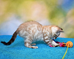 Кошки в Нижнем Новгороде: Бенгальский кот линкс Мальчик, 25 000 руб. - фото 10