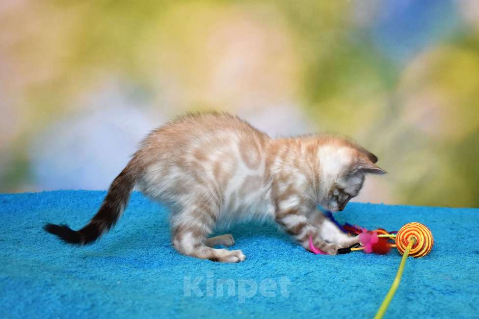 Кошки в Нижнем Новгороде: Бенгальский кот линкс Мальчик, 25 000 руб. - фото 10