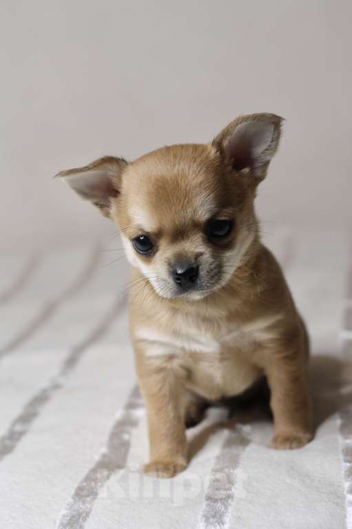 Собаки в Санкт-Петербурге: Брутальный мальчишка чихуахуа  Мальчик, 50 000 руб. - фото 5