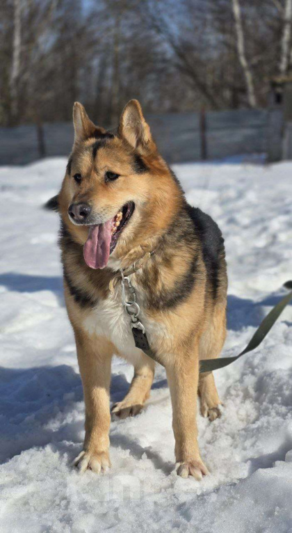Собаки в Королеве: Джан! Воплощение мужества и харизмы! Мальчик, Бесплатно - фото 3