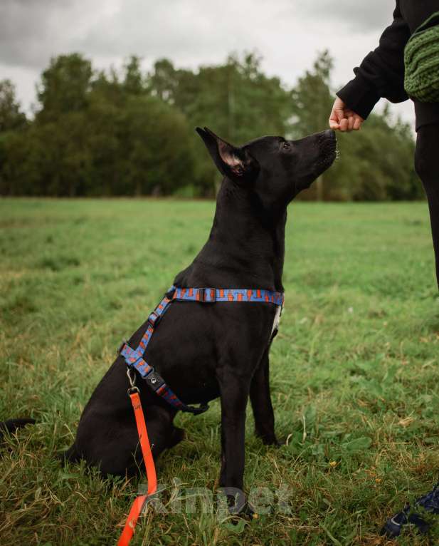 Собаки в Кудрово: Отис в поисках родителя Мальчик, Бесплатно - фото 3