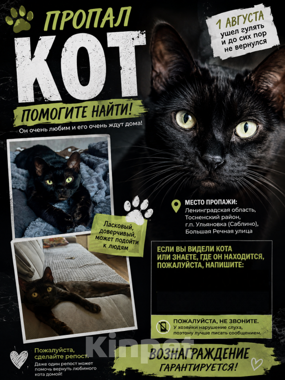 Кошки в других городах Ленинградской области: Пропал кот! Пожалуйста, помогите распространить информацию! Мальчик, 1 000 руб. - фото 5