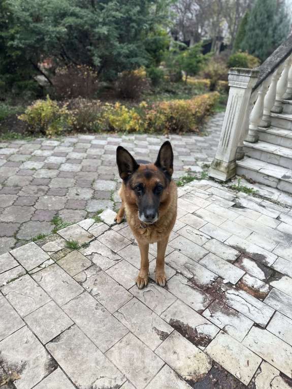 Собаки в других городах Московской области: Вязка,кобель,немецкая овчарка  Мальчик, 1 000 руб. - фото 1