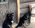 Собаки в Москве: щенки немецкая овчарка Мальчик, Бесплатно - фото 2