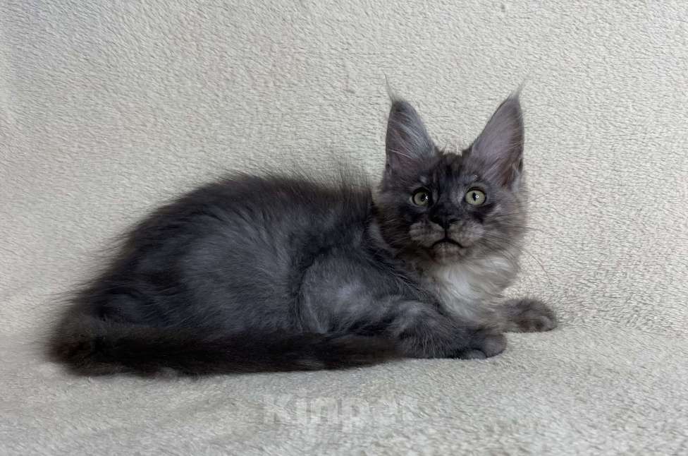 Кошки в Дмитрове: Черный дымчатый мальчик мейн кун Veles Мальчик, 60 000 руб. - фото 2