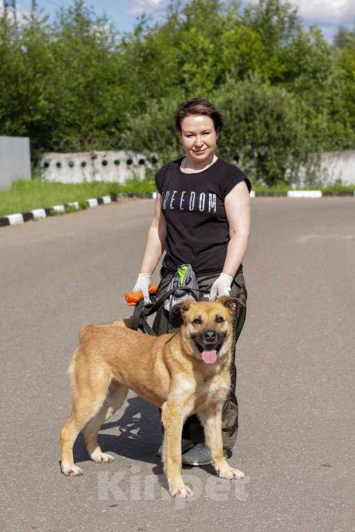 Собаки в Москве: Хана: звезда, которая ждет своего часа!  Девочка, Бесплатно - фото 2