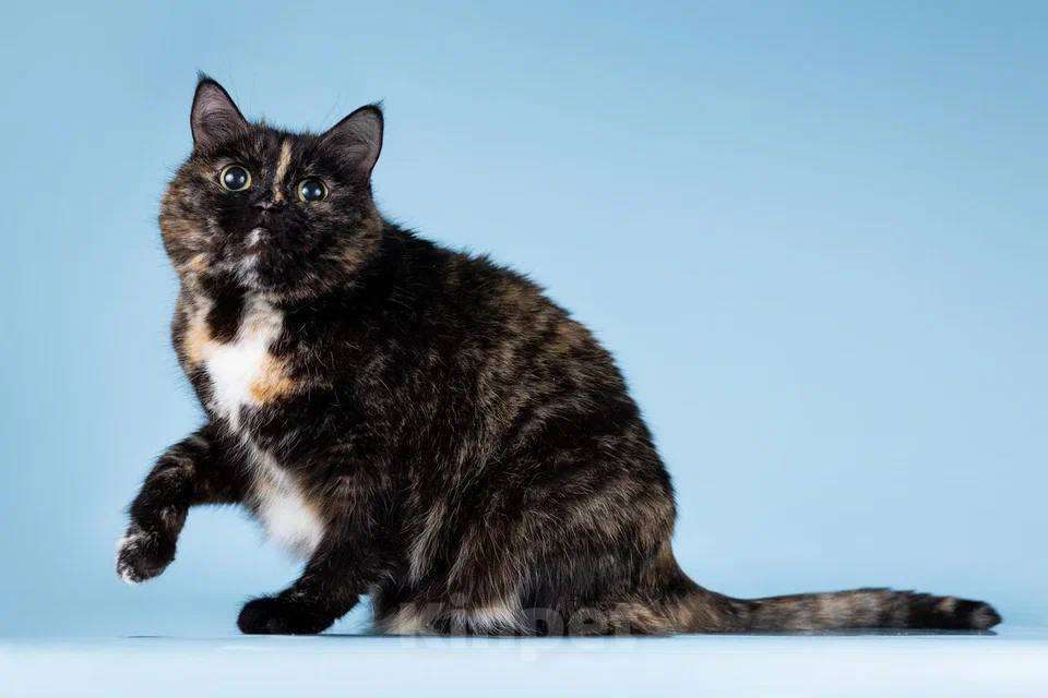 Кошки в Москве: Стелла – кошка, которая не потеряла веру в людей! Девочка, Бесплатно - фото 2