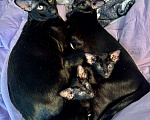 Кошки в Мытищах: Ориентальные котята Девочка, 30 000 руб. - фото 3