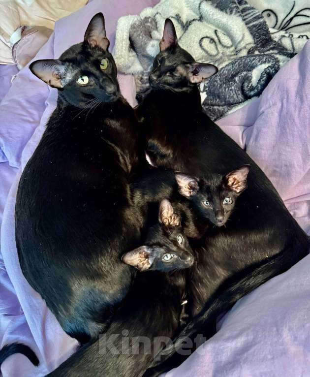 Кошки в Мытищах: Ориентальные котята Девочка, 30 000 руб. - фото 3