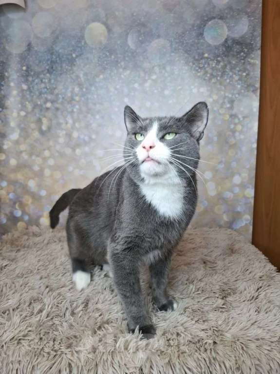 Кошки в Москве: Кот бело-голубого в добрые руки Мальчик, Бесплатно - фото 6