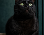 Кошки в Москве: Черный кот Ферми Мальчик, Бесплатно - фото 4