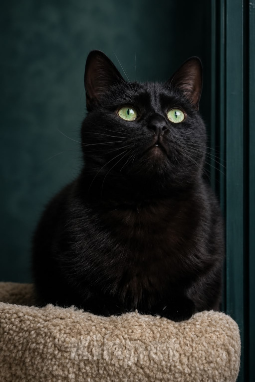 Кошки в Москве: Черный кот Ферми Мальчик, Бесплатно - фото 4