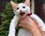 Кошки в Королеве: Котенок Мальчик, Бесплатно - фото 1