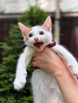 Котенок